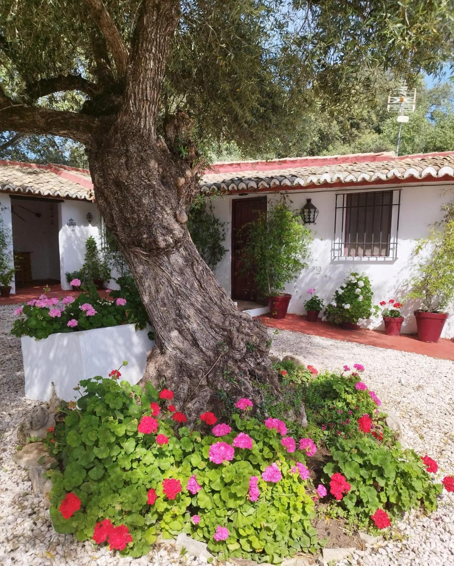 Casa Abanto Villa Ronda Eksteriør billede