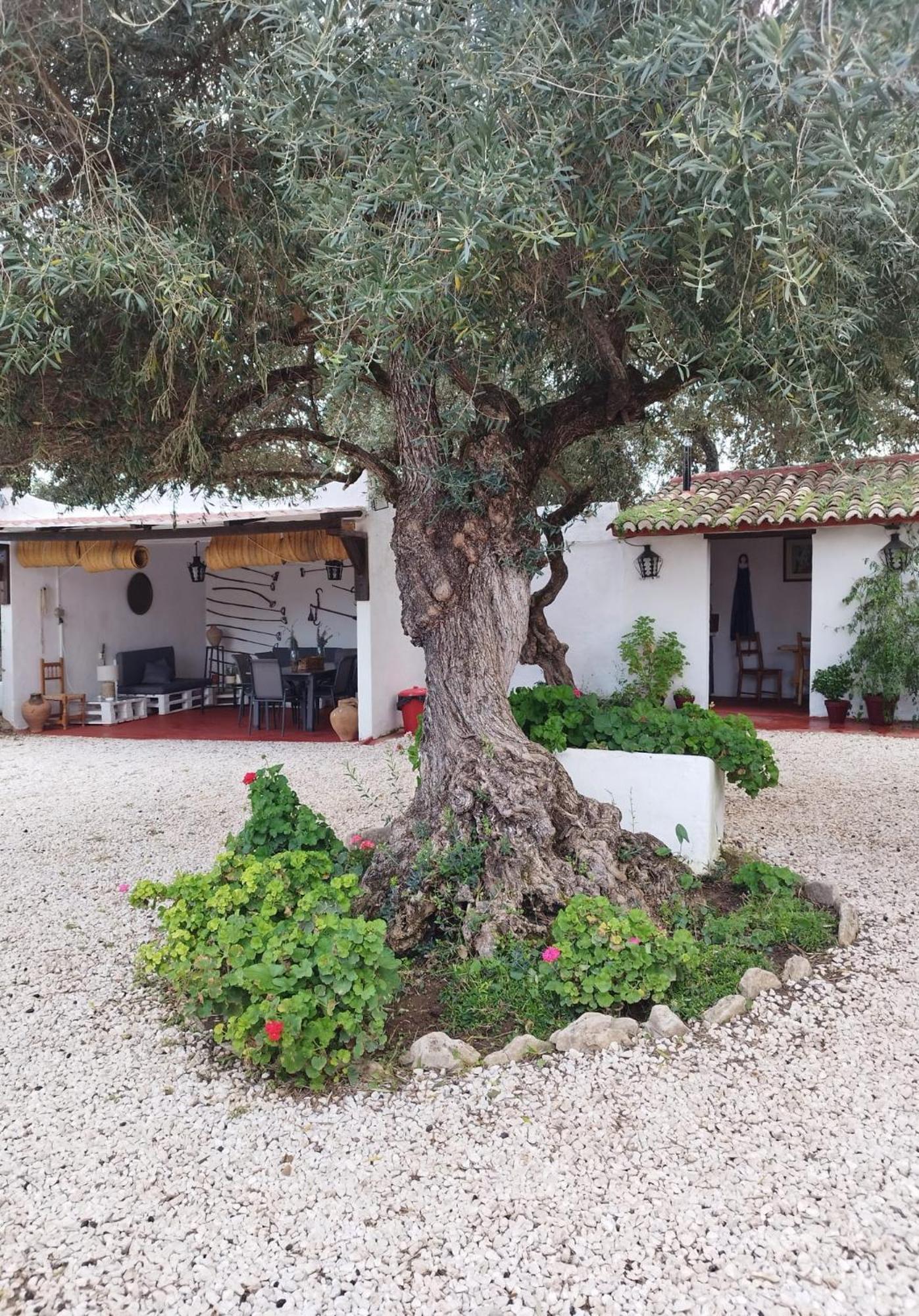 Casa Abanto Villa Ronda Eksteriør billede